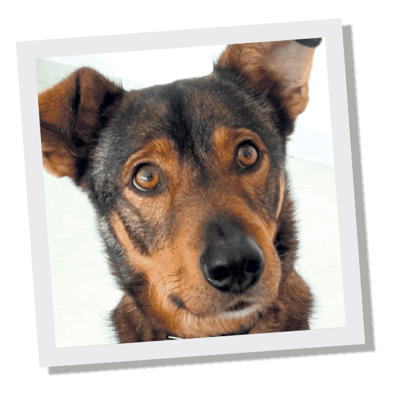 Nuestra mascota