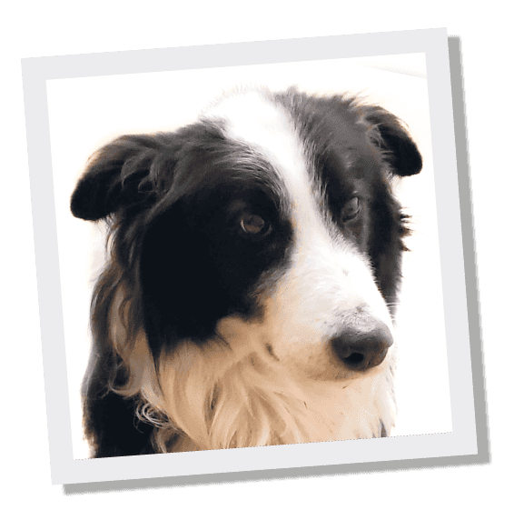 Nuestra mascota